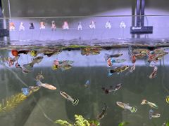 -福州肆爪动物医院