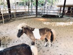 -清迈夜间动物园