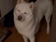 -广州粤海喜来登酒店