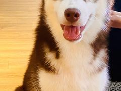 -Husky Go! 哈士奇体验馆·宠物咖啡厅狗咖