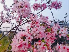 -中国科学院华南植物园