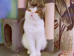 -猫小院猫主题餐厅(三里屯店)