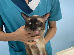 -爱贝特动物医院·猫口炎专科