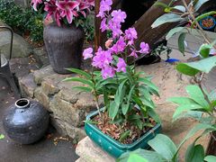 -园林美食城·本土农家菜(杨和镇店)