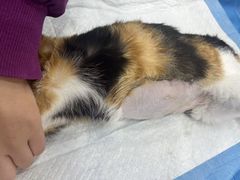 -暖阳宠物医院·犬猫康复中心·骨科
