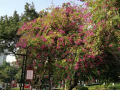 -十九路军淞沪抗日阵亡将士陵园