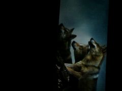 android_upload_pic-佳兆业国际影城(鞍山店)