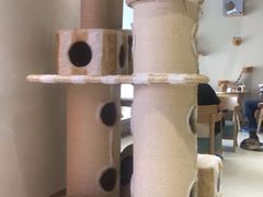 -藏猫猫咖啡主题馆(中央大道店)