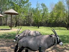 -大连森林动物园