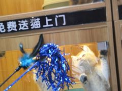 -欣宠猫屋·矮脚拿破仑·蓝金金渐层