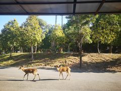 -清迈夜间动物园