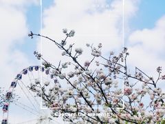 -顾村公园