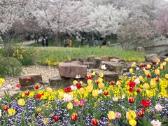 -苏州上方山国家森林公园