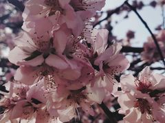 -桃花堤公园