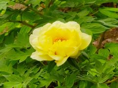 -莲花池公园