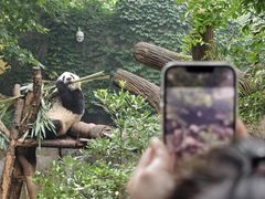 -成都大熊猫繁育研究基地
