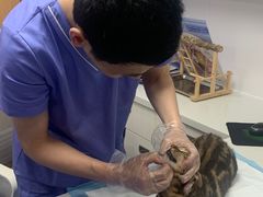 -博特宠物医院24h犬猫全科.骨科·异宠
