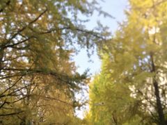 -星巴克(成都龙湖三千集店)