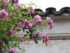 -艺圃