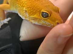 -帕帕拉兹宠物(亚洲旗舰店)