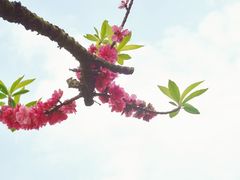 -南国桃园旅游度假区