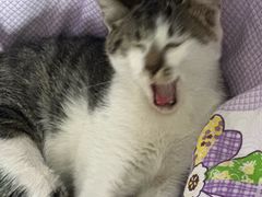 -瑞鹏宠物医院·内科·中兽医·骨科(苗圃店)