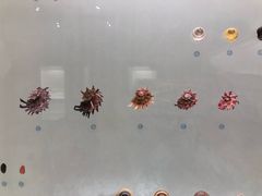 -青岛贝壳博物馆