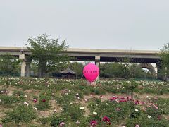 -扬州芍药园(仪征市)