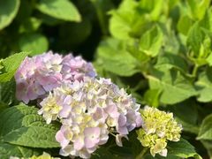 -名花谷生态庄园