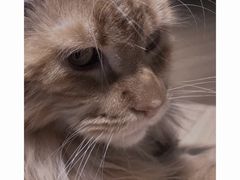 -猫腻·猫咖·撸猫馆(星光大道店)