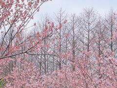 -顾村公园