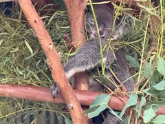 -费瑟代尔野生动物园