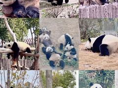 -成都大熊猫繁育研究基地