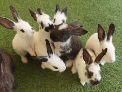 -萌宠亲子动物乐园(槐房万达店)