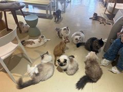 -藏猫猫咖啡主题馆(中央大道店)