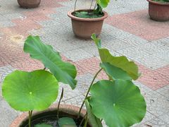 -莲花池公园