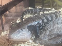 -乌龙爬宠部落(信和购物广场店)