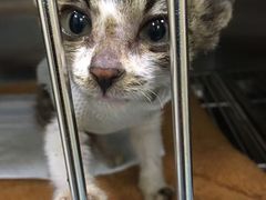 -仁华宠物医院(青羊店)