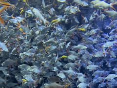 -成都浩海立方海洋公园