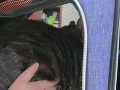 -艾贝尔宠物医院·狂犬免疫点(江山金象城店)