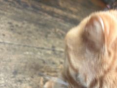 -肥仔文澳门猪骨煲(南京西路店)