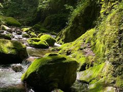 -牛背梁国家森林公园