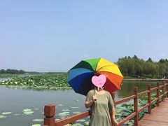 -白洋淀景区