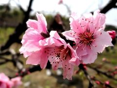 -樂桃源奉贤黄桃种植采摘基地