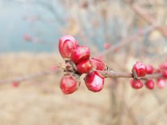 -天津东丽湖风景区