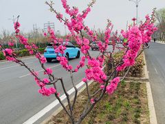 -鸽子张·家宴(黄辛庄旗舰店)