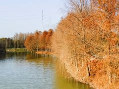 -上海海湾国家森林公园