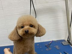 -芭比堂动物医院广州顽皮分院
