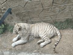 -大连森林动物园