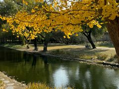 -上海共青森林公园